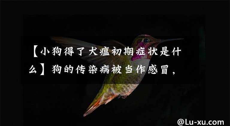 【小狗得了犬瘟初期症状是什么】狗的传染病被当作感冒，其实摸脚底就知道致死率很高。文章配图