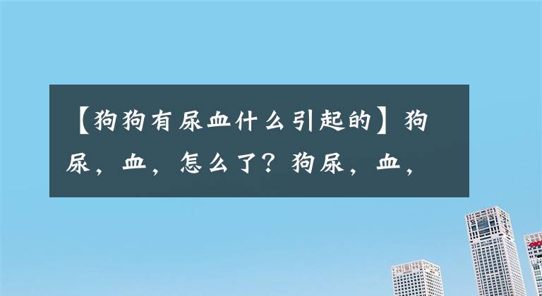 【狗狗有尿血什么引起的】狗尿，血，怎么了？狗尿，血，血，怎么了？文章配图