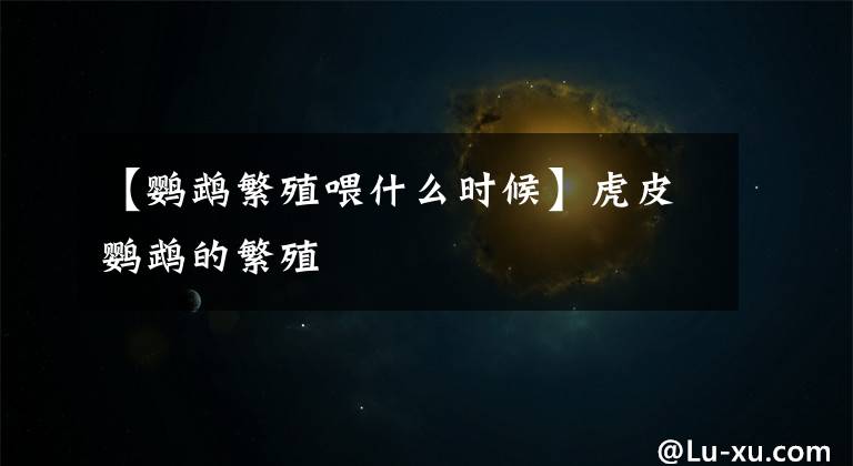 【鹦鹉繁殖喂什么时候】虎皮鹦鹉的繁殖文章配图