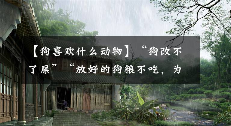 【狗喜欢什么动物】“狗改不了屎”“放好的狗粮不吃，为什么狗对屎情有独钟？”文章配图