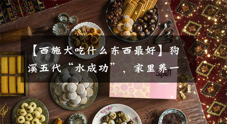 【西施犬吃什么东西最好】狗溪五代“水成功”，家里养一只，大家都有福气。文章配图