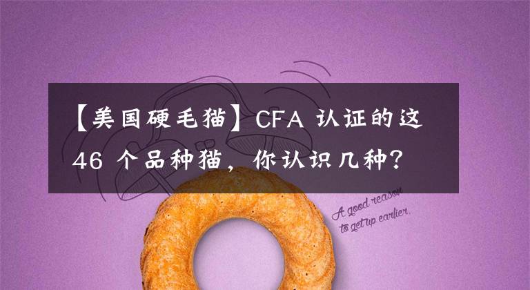 【美国硬毛猫】CFA 认证的这 46 个品种猫，你认识几种？（含 3 个考察期品种）