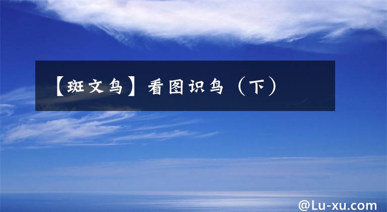 【斑文鸟】看图识鸟（下）