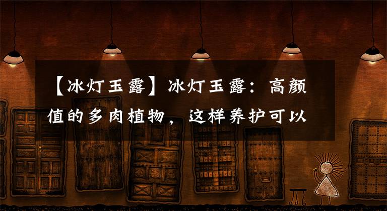 【冰灯玉露】冰灯玉露：高颜值的多肉植物，这样养护可以让它更加玲珑剔透