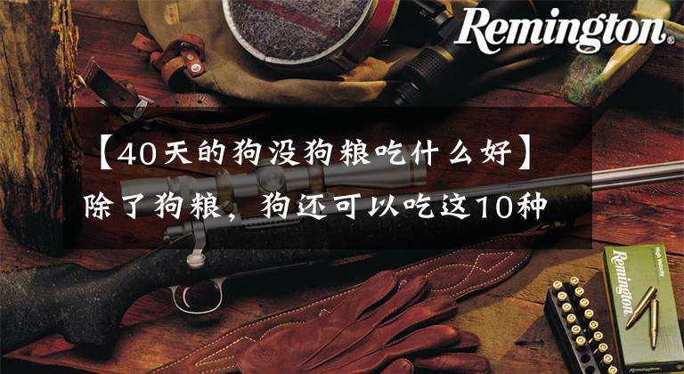 【40天的狗没狗粮吃什么好】除了狗粮，狗还可以吃这10种食物，知道还不晚文章配图