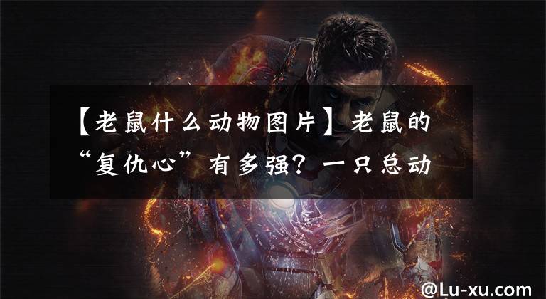 【老鼠什么动物图片】老鼠的“复仇心”有多强？一只总动员咬人，真的怀恨在心吗？文章配图
