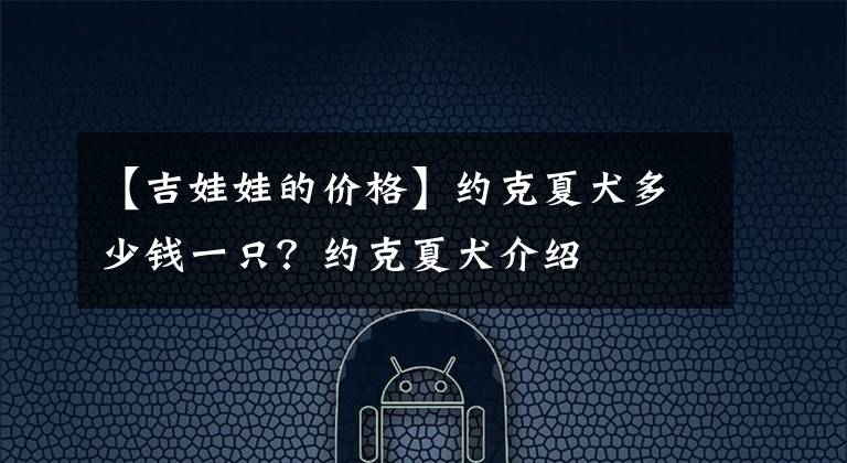 【吉娃娃的价格】约克夏犬多少钱一只？约克夏犬介绍