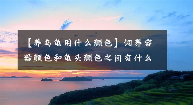 【养乌龟用什么颜色】饲养容器颜色和龟头颜色之间有什么关系？文章配图
