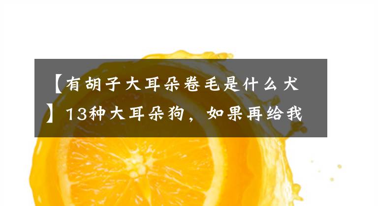 【有胡子大耳朵卷毛是什么犬】13种大耳朵狗，如果再给我一次机会，我能选择这个“清洁胜”吗？文章配图