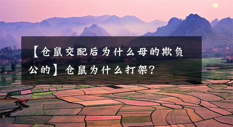 【仓鼠交配后为什么母的欺负公的】仓鼠为什么打架？