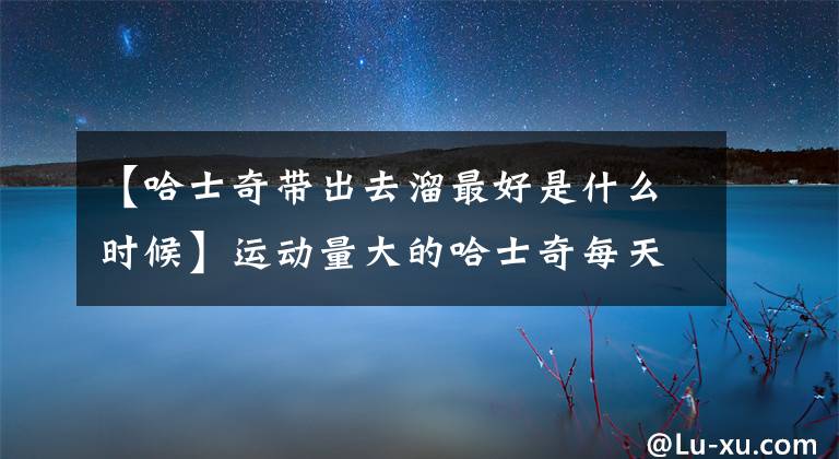 【哈士奇带出去溜最好是什么时候】运动量大的哈士奇每天应该怎么散步？主人没有好身体是不行的文章配图