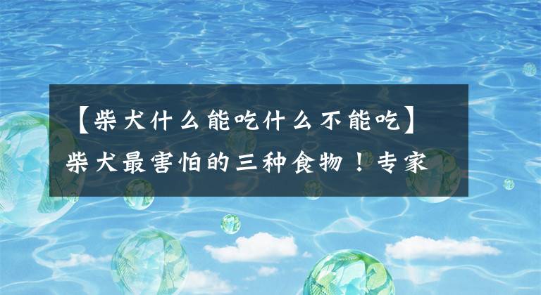 【柴犬什么能吃什么不能吃】柴犬最害怕的三种食物！专家：如果不注意的话，s个文章配图