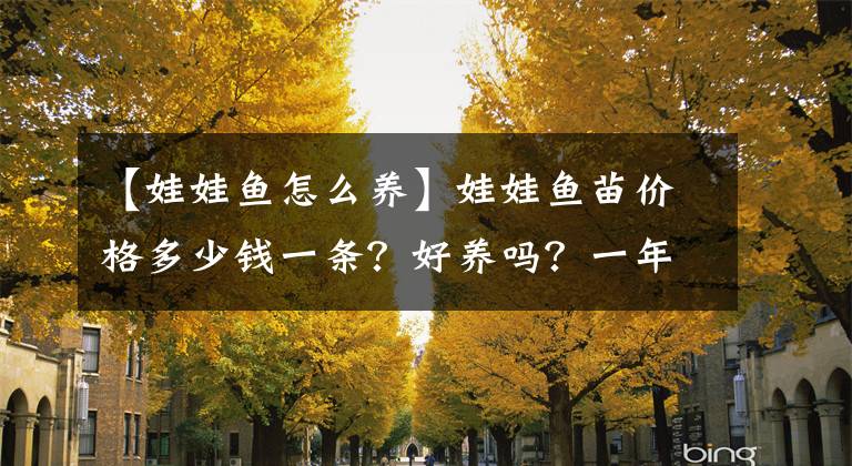 【娃娃鱼怎么养】娃娃鱼苗价格多少钱一条？好养吗？一年能赚多少？