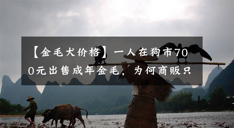 【金毛犬价格】一人在狗市700元出售成年金毛，为何商贩只按“5块”收购？