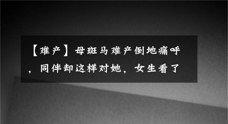 【难产】母斑马难产倒地痛呼，同伴却这样对她，女生看了都说感同身受