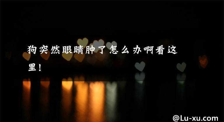 狗突然眼睛肿了怎么办啊看这里!文章配图