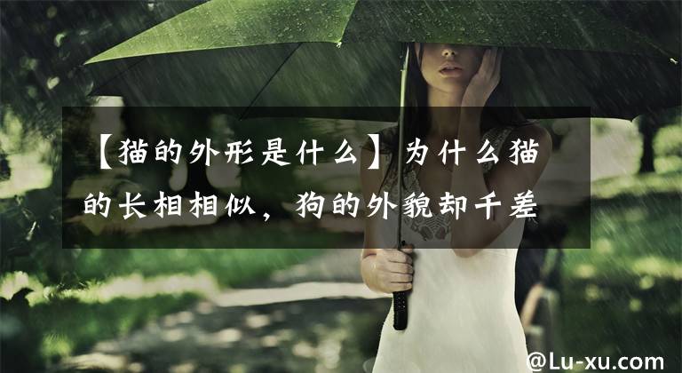 【猫的外形是什么】为什么猫的长相相似，狗的外貌却千差万别？文章配图