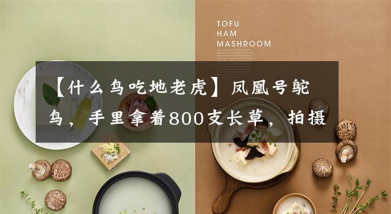 【什么鸟吃地老虎】凤凰号鸵鸟，手里拿着800支长草，拍摄默瑞丽花鸟及其宝宝。(《莎士比亚》《小王子》《小王子》)。文章配图