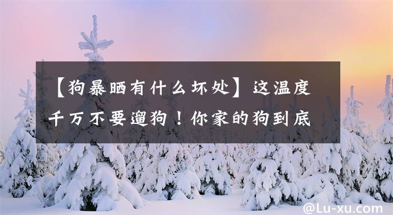 【狗暴晒有什么坏处】这温度千万不要遛狗！你家的狗到底能忍受多少度的寒冷？文章配图