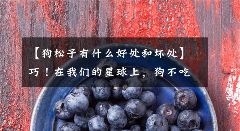 【狗松子有什么好处和坏处】巧！在我们的星球上，狗不吃这个文章配图