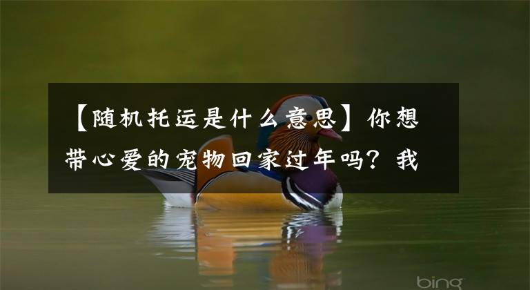 【随机托运是什么意思】你想带心爱的宠物回家过年吗？我来告诉你什么是随机委托！文章配图