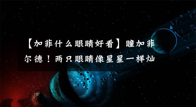 【加菲什么眼睛好看】瞳加菲尔德！两只眼睛像星星一样灿烂，对主人100000元也不换