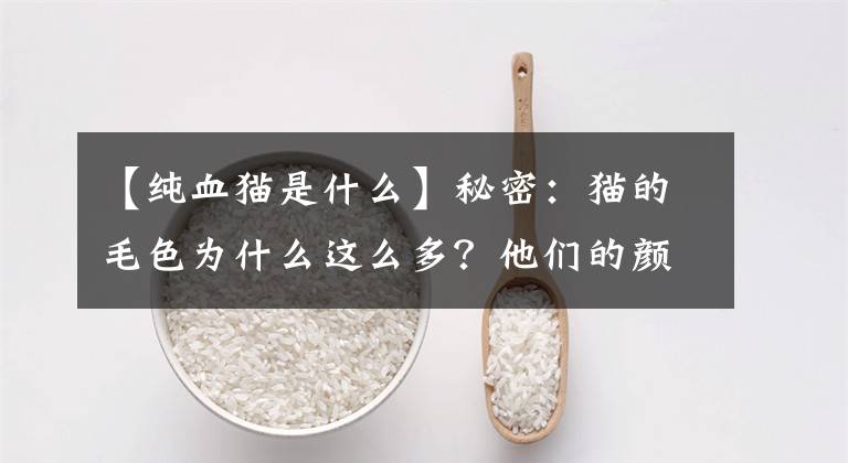 【纯血猫是什么】秘密：猫的毛色为什么这么多？他们的颜色不一定继承父母文章配图