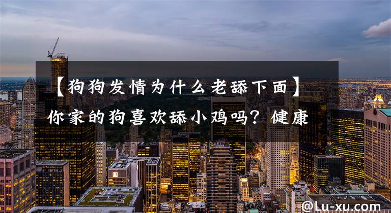 【狗狗发情为什么老舔下面】你家的狗喜欢舔小鸡吗？健康好像亮起红灯了文章配图