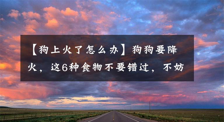 【狗上火了怎么办】狗狗要降火，这6种食物不要错过，不妨了解一下