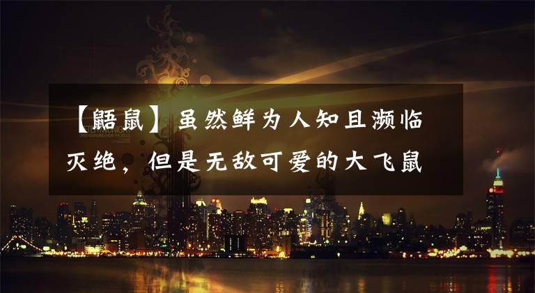 【鼯鼠】虽然鲜为人知且濒临灭绝，但是无敌可爱的大飞鼠请了解一下？