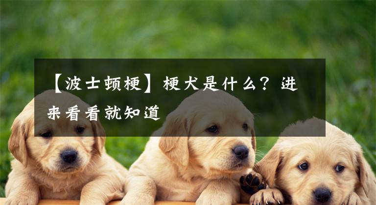 【波士顿梗】梗犬是什么？进来看看就知道