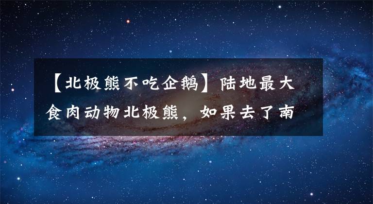 【北极熊不吃企鹅】陆地最大食肉动物北极熊，如果去了南极，能极限生存挑战企鹅吗？