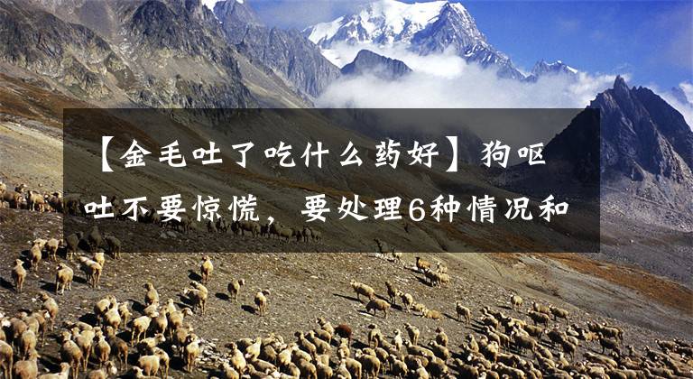 【金毛吐了吃什么药好】狗呕吐不要惊慌，要处理6种情况和处理文章配图