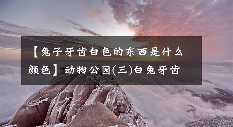 【兔子牙齿白色的东西是什么颜色】动物公园(三)白兔牙齿文章配图