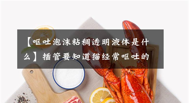 【呕吐泡沫粘稠透明液体是什么】插管要知道猫经常呕吐的原因和在某些情况下需要立即治疗文章配图