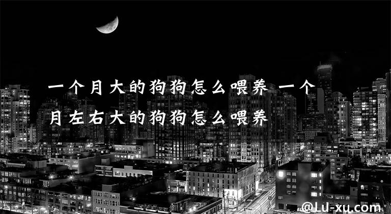 一个月大的狗狗怎么喂养 一个月左右大的狗狗怎么喂养文章配图