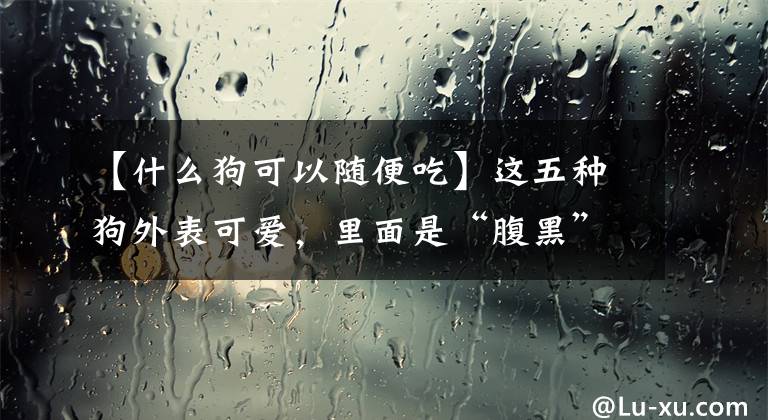 【什么狗可以随便吃】这五种狗外表可爱，里面是“腹黑”，但很多人喜欢养文章配图