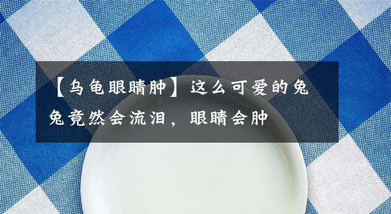 【乌龟眼睛肿】这么可爱的兔兔竟然会流泪，眼睛会肿