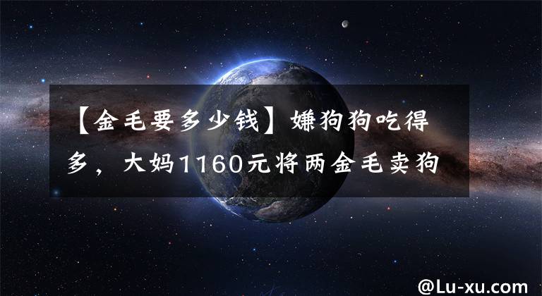 【金毛要多少钱】嫌狗狗吃得多，大妈1160元将两金毛卖狗肉车，大妈：喂得烦死了