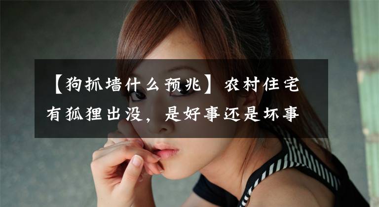 【狗抓墙什么预兆】农村住宅有狐狸出没，是好事还是坏事？用什么方法可以避免狐狸的出现？文章配图