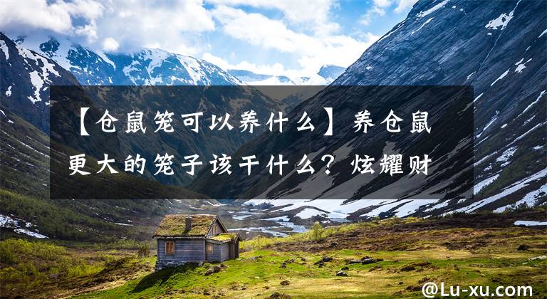【仓鼠笼可以养什么】养仓鼠更大的笼子该干什么？炫耀财富吗？文章配图