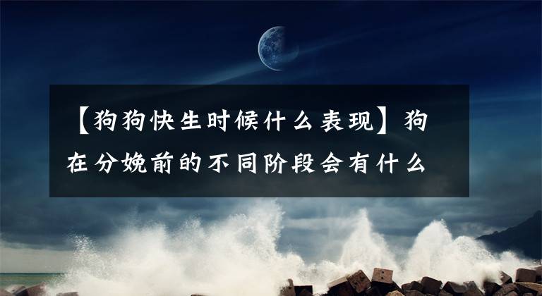 【狗狗快生时候什么表现】狗在分娩前的不同阶段会有什么反应？狗即将生产，会发生什么变化？文章配图