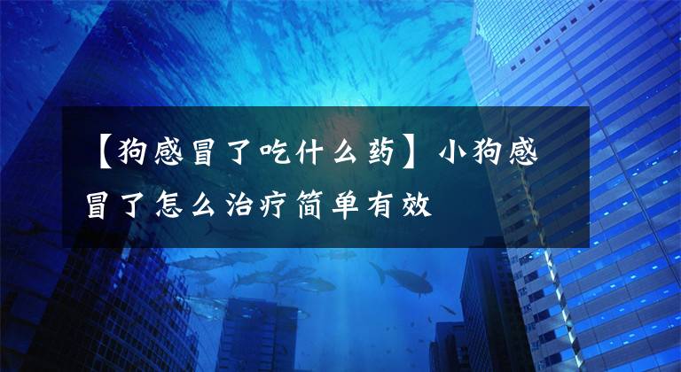 【狗感冒了吃什么药】小狗感冒了怎么治疗简单有效