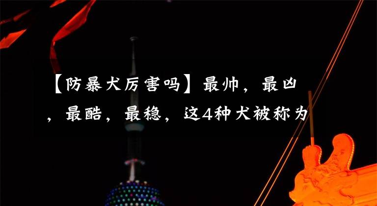 【防暴犬厉害吗】最帅，最凶，最酷，最稳，这4种犬被称为犬中的“四大之最”