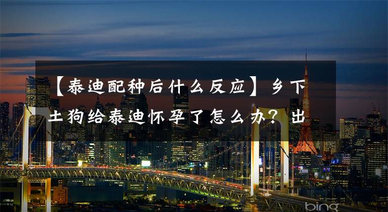 【泰迪配种后什么反应】乡下土狗给泰迪怀孕了怎么办？出生的小狗是胎土还是闰土？文章配图