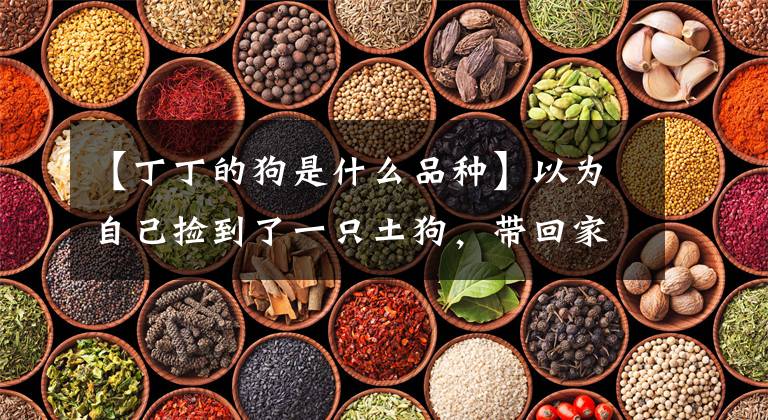 【丁丁的狗是什么品种】以为自己捡到了一只土狗，带回家养了5个月，比自己家的柴犬哥哥还大文章配图