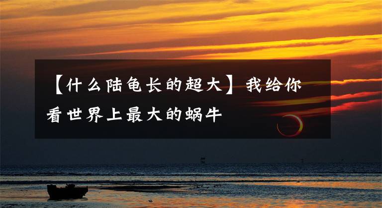 【什么陆龟长的超大】我给你看世界上最大的蜗牛文章配图