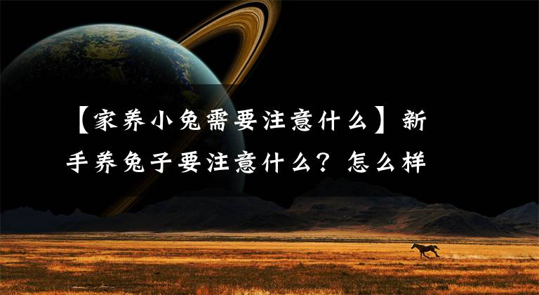 【家养小兔需要注意什么】新手养兔子要注意什么？怎么样才能养好兔子？文章配图