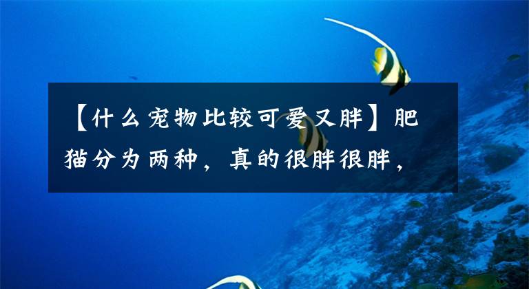 【什么宠物比较可爱又胖】肥猫分为两种，真的很胖很胖，虚胖不健康。你家的猫是什么地方的？文章配图