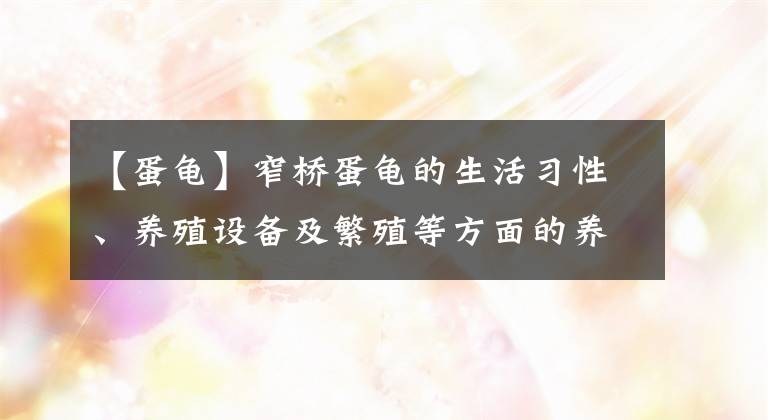 【蛋龟】窄桥蛋龟的生活习性、养殖设备及繁殖等方面的养殖技术